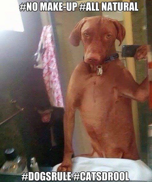 bathroom dog selfie meme